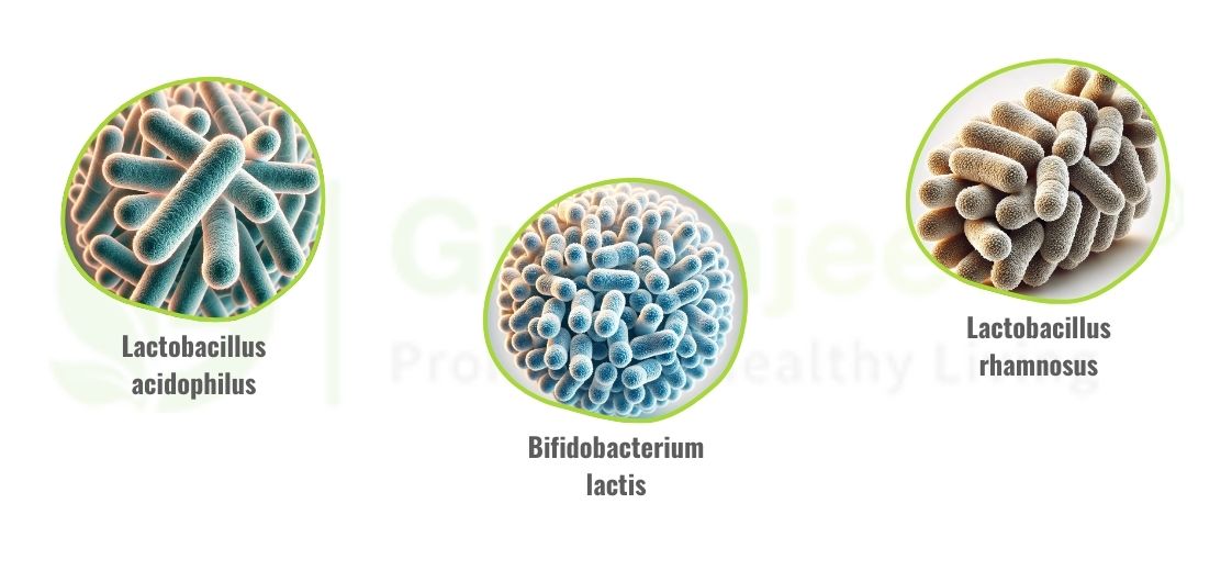 Immune-Boosting Probiotics